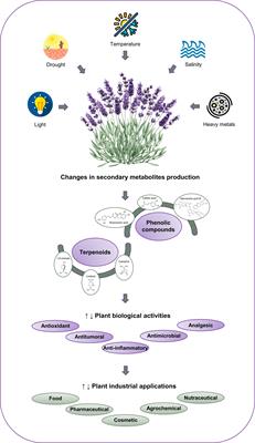 How climate change-related abiotic factors affect the production of industrial valuable compounds in Lamiaceae plant species: a review